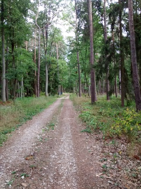 Waldweg nahe Röhrach