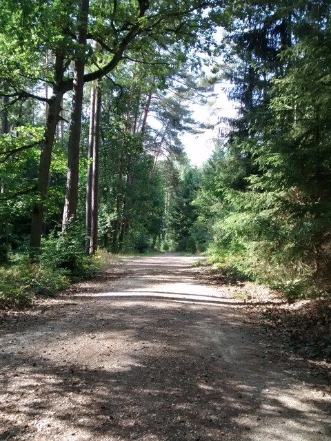 Waldweg nahe Röttenbach