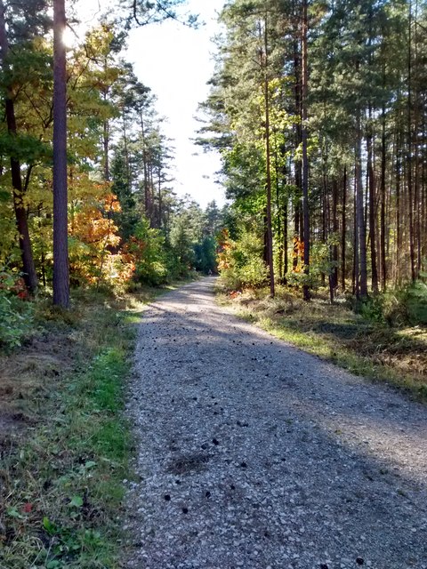 Waldweg nahe Hemhofen