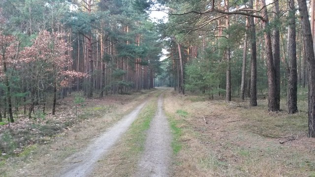 Waldweg zur Glücksburger Heide