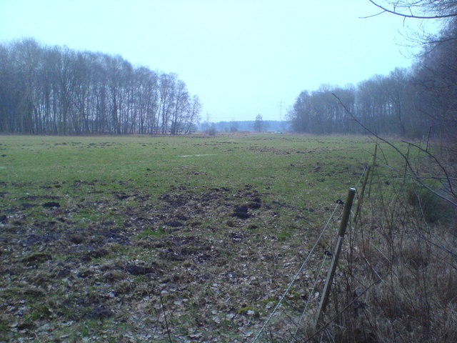 Weide am Waldrand (Pasture at the forest edge)
