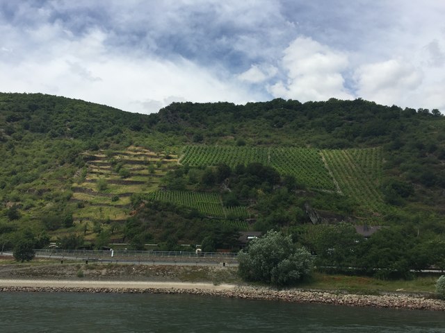 Unterwegs auf dem Rhein - Blick auf die Weinberge