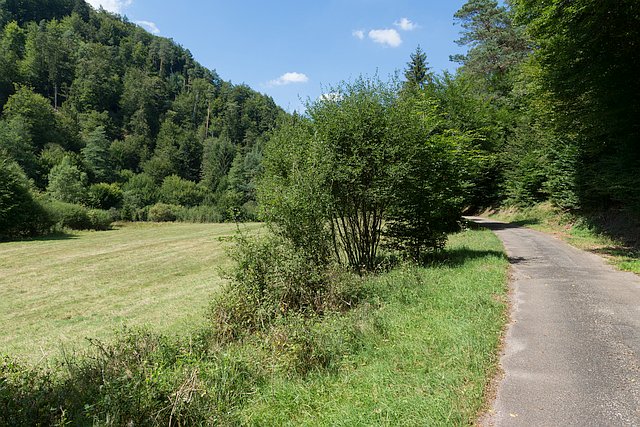 Wald- und Radweg im Zieglertal