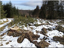 Verschneiter Waldweg an der Bremicke
