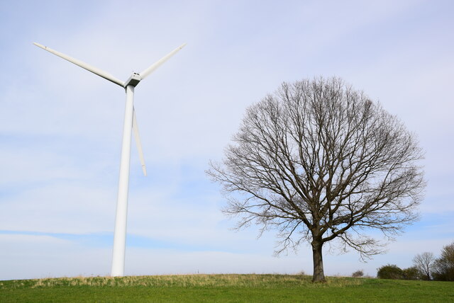 Baum und Windkraftanlage in Gemünden (Felda) Vogelsbergkreis (Tree and wind turbine in Gemünden (Felda) Vogelsbergkreis)