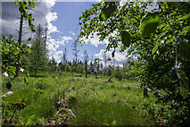 Aufgegebener Fichtenwald im Nationalpark Kellerwald