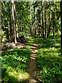 UPV6288 : Pfad im Wald zwischen Rudolfshof und Vogelhof by Günter G