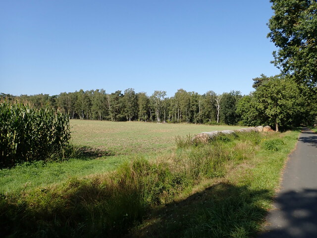 Wiese zwischen einem Maisfeld und dem Waldrand am Zweiten Mühlenbruchdamm (Meadow between a maize field and the forest edge on Zweiter Muehlenbruchdamm)