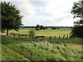 UND3507 : Wiesenlandschaft in der Leineaue bei Gümmer (Meadows in the Leine meads near Guemmer village) von Schlosser67