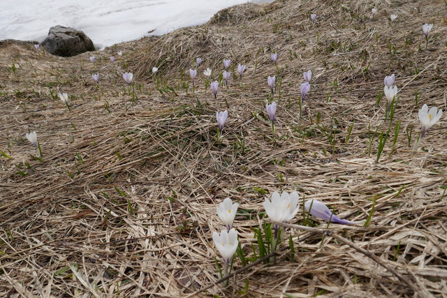 Frühling am Ostwandsteig