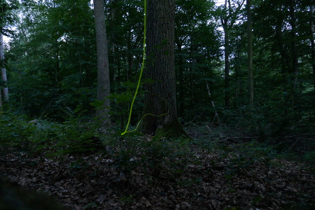 Glühwürmchen im Pfaffenwald (Fireflies in Pfaffenwald)