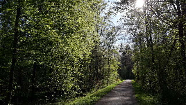 Weg im Wald südlich von Dürrlewang