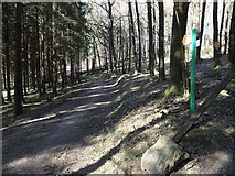 Waldweg auf den Schmand, Siebringhausen