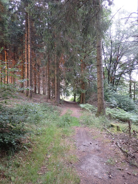 Waldweg am Schnüffel