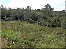 Naturschutzgebiet Krähenpfuhl