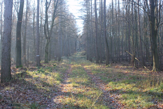 Waldweg auf der "Zunge" (Forest track up the "Tongue")