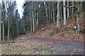 UMV6808 : Dennach: Waldgebiet "Straubenhardt" by Andreas Gmelin-Rewiako