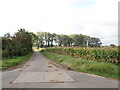 UND3606 : Fahrweg zur Osnabrücker Landstraße bei Gümmer (Rural road towards Osnabruecker Landstrasse near Guemmer village) von Schlosser67